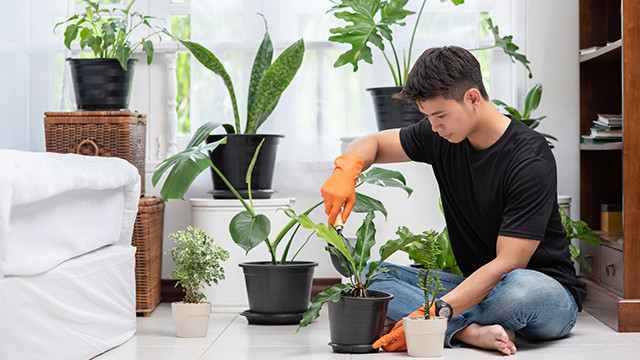 Tak Hanya Percantik Rumah, Ini Manfaat Lain Pelihara Tanaman Hias