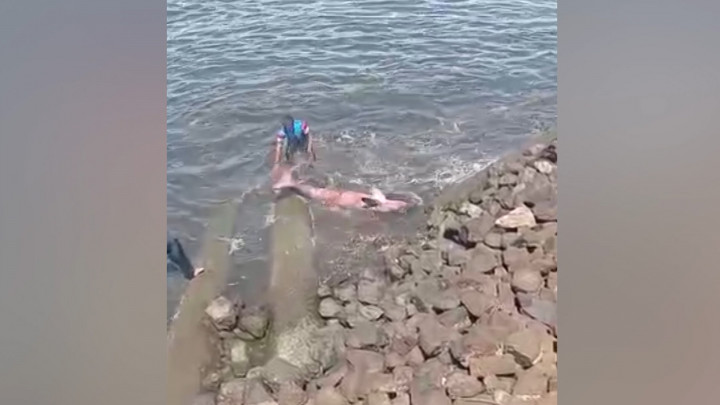 Aksi Heroik TNI AL Selamatkan Ikan Duyung Terdampar di Pesisir Pantai