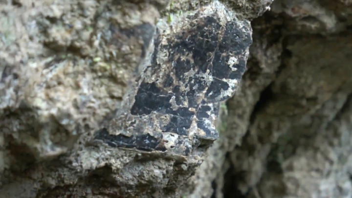 Peneliti Temukan Tulang Manusia Purba Berusia 1,8 Juta Tahun di Brebes