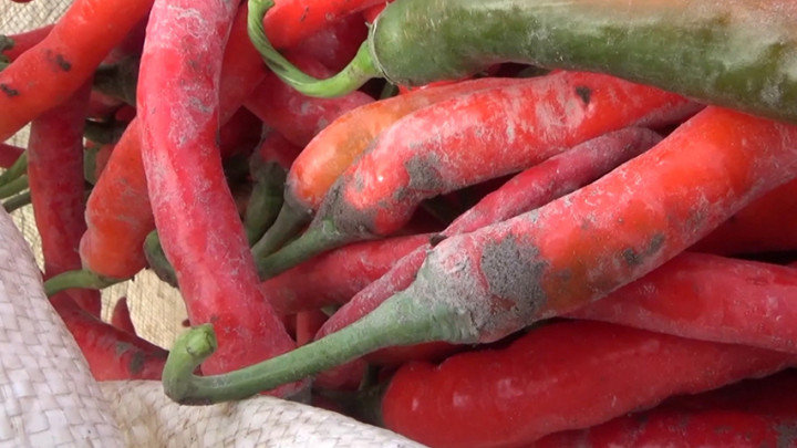 Petani di Lumajang Khawatir Gagal Panen Akibat Guguran Awan Panas Semeru