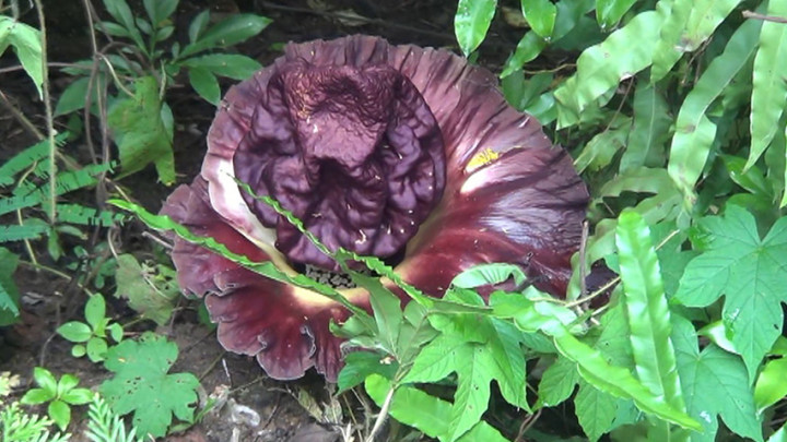 Bunga Bangkai Tumbuh di Kawasan Wisata Alam Bukit Sulap Lubuklinggau