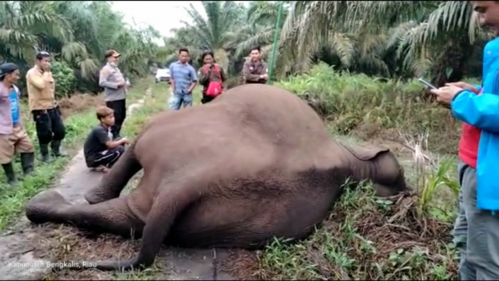 Gajah Sumatera Betina Mati Akibat Tersengat Listrik