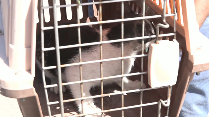 Relawan Evakuasi Hewan Peliharaan yang Terdampak Erupsi Semeru