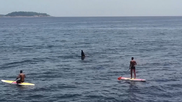 Kejadian Tak Biasa, Sekumpulan Paus Orca Terlihat di Pantai Ipanema Brasil