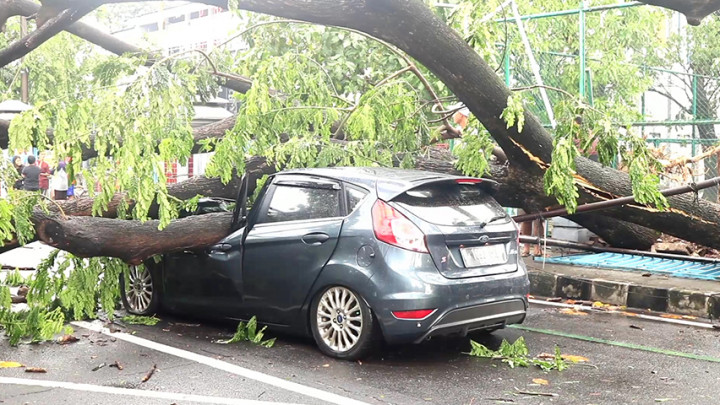 Pohon di Depan GOR Tangerang Tumbang hingga Menimpa Tiga Mobil