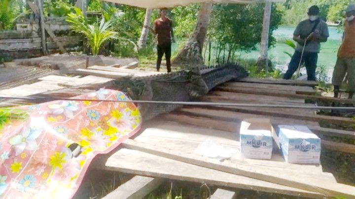 Buaya Muara Sepanjang 5 Meter Muncul di Labuan Cermin Berau