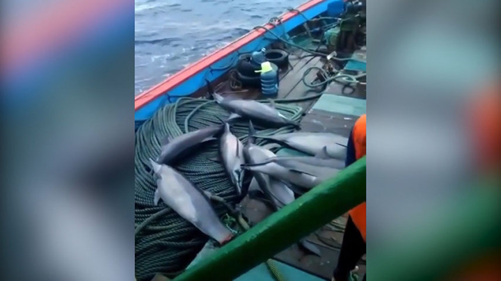 Diduga Bantai 7 Lumba-lumba, 23 ABK Pacitan Diamankan Polisi