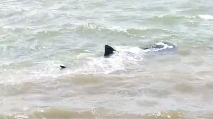 Penampakan Kawanan Hiu Tutul di Perairan Situbondo