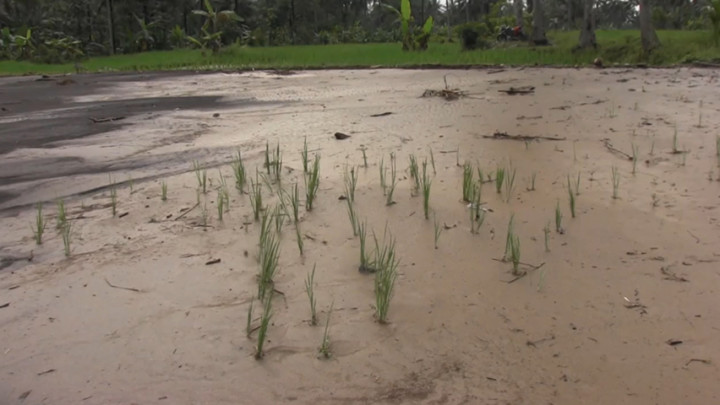 Lahan Pertanian di Lumajang Rusak Akibat Banjir Lahar Gunung Semeru