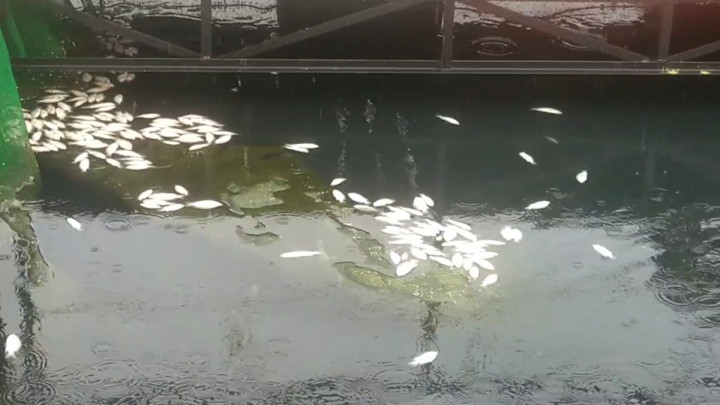 Setu Citongtut Gunung Putri Tercemar, Ratusan Ikan Mati