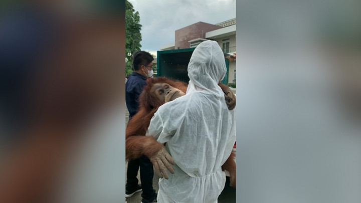 Tak Cuma Kerangkeng Manusia, Ditemukan 7 Satwa Dilindungi di Rumah Bupati Langkat