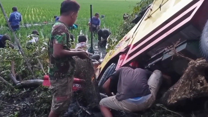 Truk Bermuatan Ikan Terjun ke Sawah, Sopir Pasrah Lele Jadi Rebutan Warga
