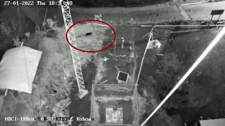 Terekam Macan Kumbang Berjalan di Pos Pantau Lahar Hujan Gunung Semeru