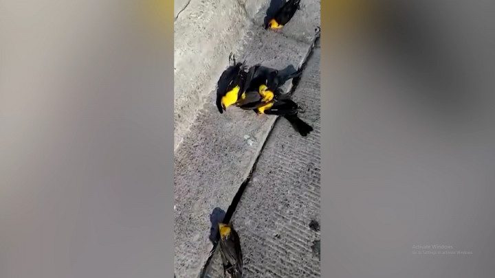 Misterius! Ribuan Burung Berjatuhan dari Langit di Kota Cuauhtemoc Meksiko