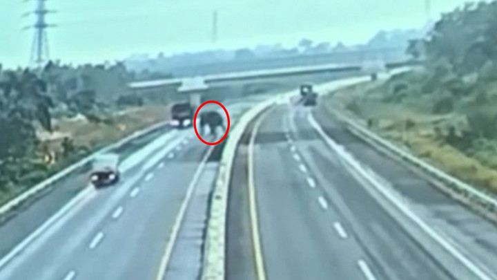 Viral! Gajah Liar Terobos Jalan Tol di Pekanbaru Rusak Tembok Pembatas