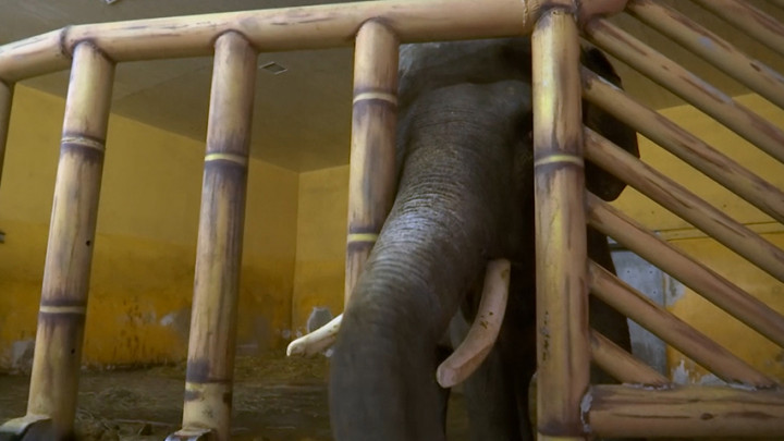 4.000 Hewan Terkurung di Kebun Binatang Kiev di Tengah Invasi Rusia