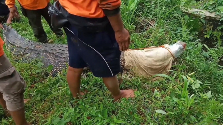 Buaya Muara Sepanjang 4 Meter di Objek Wisata Akar Seribu Kabur dari Kandang