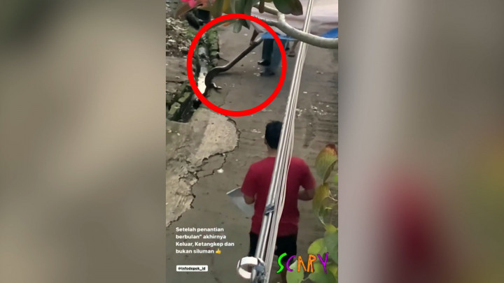 Sembunyi di Selokan, Warga di Depok Tangkap Ular Sepanjang 4 meter