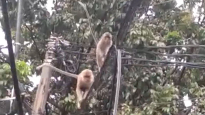 Habitat Rusak, Monyet Rambah Permukiman Warga