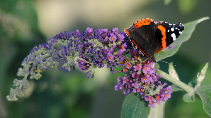 5 Tumbuhan Terbaik untuk Taman Sensorik