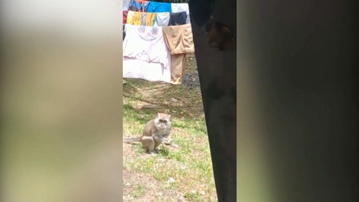Aksi Sekelompok Monyet Liar Mencari Makan di Pekarangan Rumah Warga