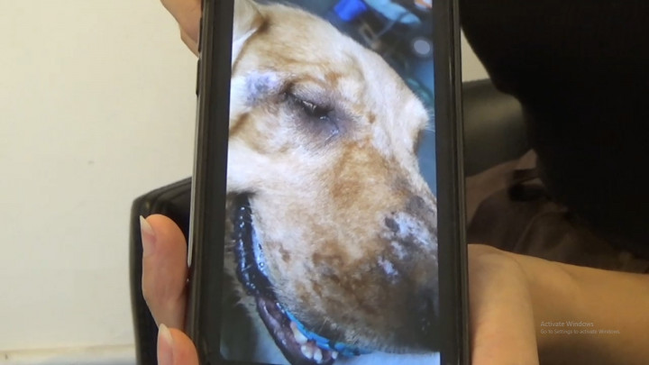 Gara-gara Menolong Anjing Sakit, Wanita di Cipondoh Dipolisikan