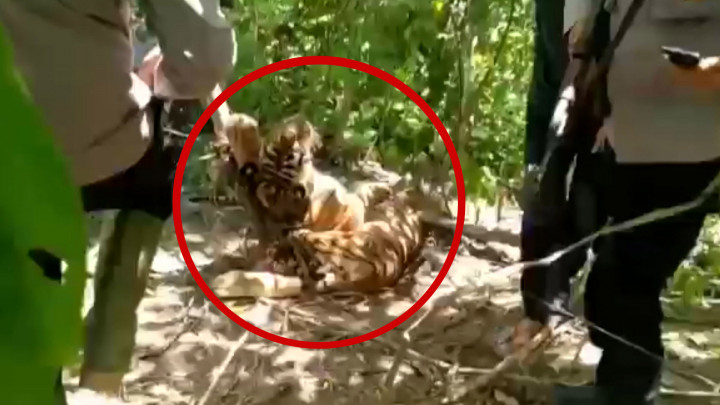 Tragis! 3 Ekor Harimau Sumatera di Aceh Mati Terkena Jerat