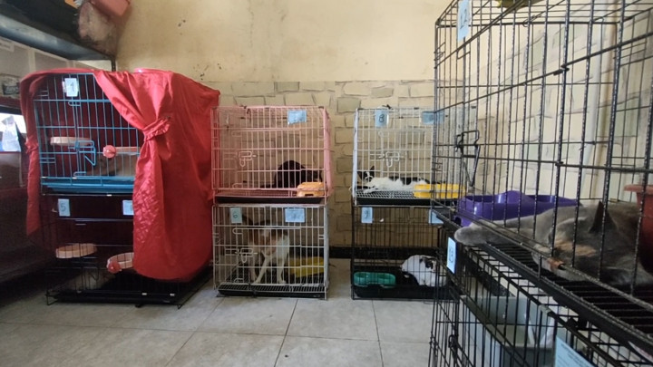 Banyak Warga yang Mudik, Jasa Penitipan Hewan di Gresik Meningkat 200 Persen