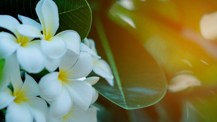 Jarang Diketahui! Khasiat Bunga Kamboja untuk Kesehatan