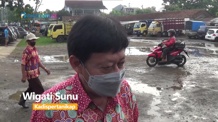 Hati-hati! Ditemukan Sapi Terjangkit Penyakit Mulut dan Kuku di Semarang