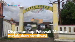 Cegah PMK, Pasar Hewan di Sulawesi Barat Semprot Disinfektan