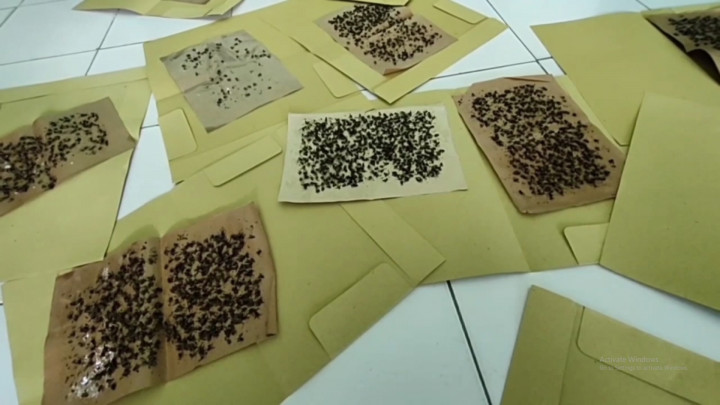 Sejumlah Ibu di Madiun Nekat Hadiahi Ribuan Lalat untuk Camat