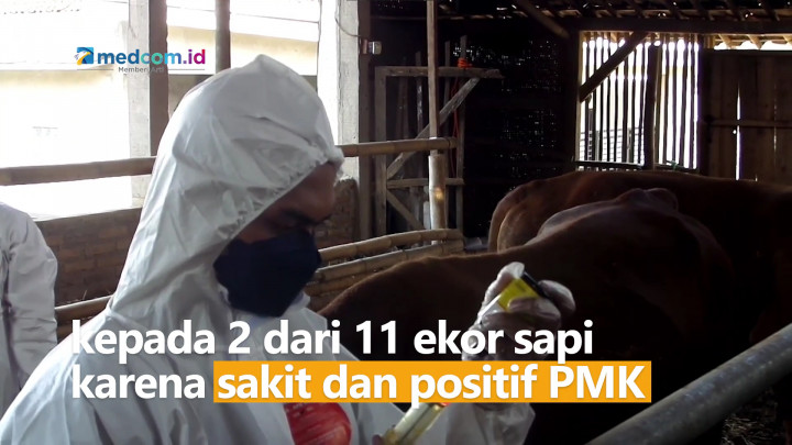 Belasan Sapi di Sumedang Positif PMK