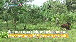 398  Hewan Ternak di Deli Serdang Terserang PMK