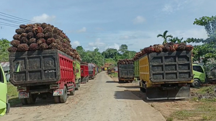 Penampakan Antrean Truk Pengangkut Sawit Sepanjang 3 Km Akibat Larangan Ekspor CPO