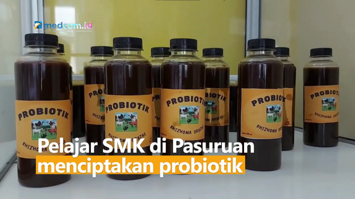 Pelajar SMK Temukan Probiotik Cegah PMK Pada Hewan Ternak
