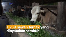 3.913 Hewan Ternak di Aceh Terjangkit PMK