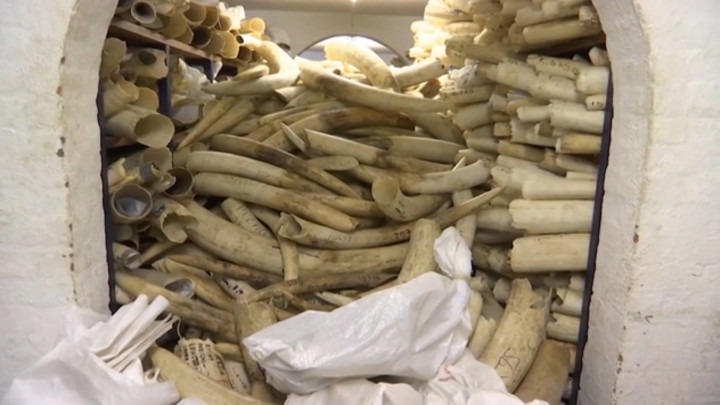 Zimbabwe Cari Dukungan Agar Diizinkan Jual Gading Gajah