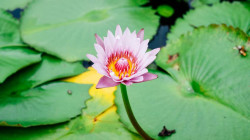 6 Manfaat Bunga Lotus untuk Kesehatan dan Kecantikan