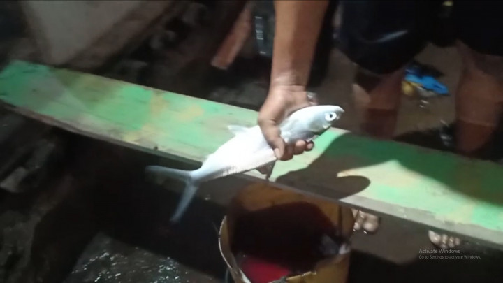 Antusias Warga Berburu Ikan yang Terbawa Air Banjir Rob