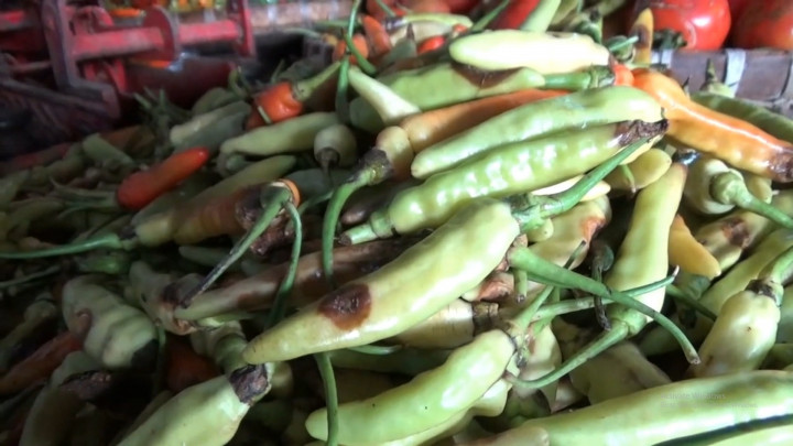 Gagal Panen dan Harga Melonjak, Pedagang di Salatiga Terpaksa Jual Cabai Busuk