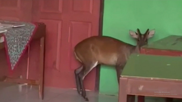 Geger! Seekor Kijang Tiba-Tiba Masuk Ke Ruang Kelas SD di Ciamis