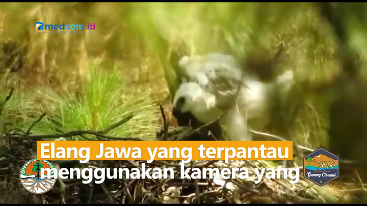 Momen langka! Penampakan Elang Jawa Menetas di Kawasan Nasional Gunung Ciremai