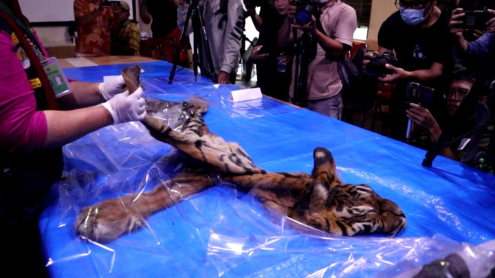 Eks Bupati Bener Meriah Jadi Tersangka Perdagangan Kulit Harimau Sumatera