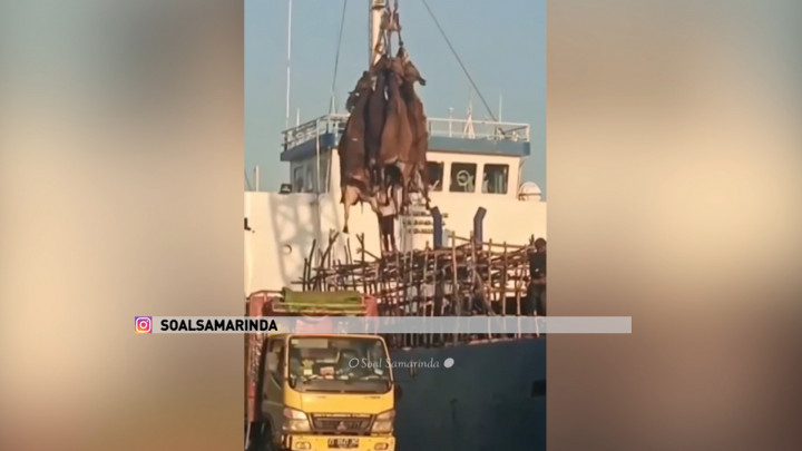 Miris! Pemindahan Sapi dengan Cara Digantung Berkelompok Terekam Kamera