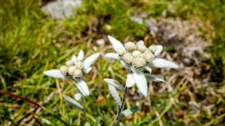 Dijuluki Bunga Abadi, Ini 3 Fakta Menarik Bunga Edelweis