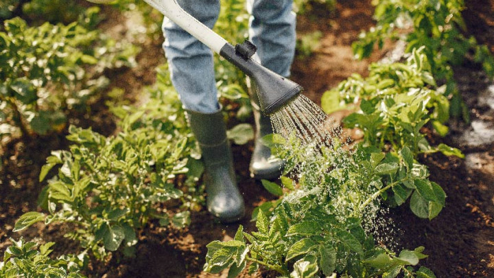 8 Jenis Sayuran Paling Mudah Ditanam di Rumah