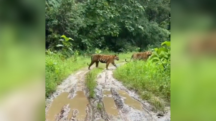 Sekelompok Pemuda di Hutan Kerinci Diintai Harimau Sumatera