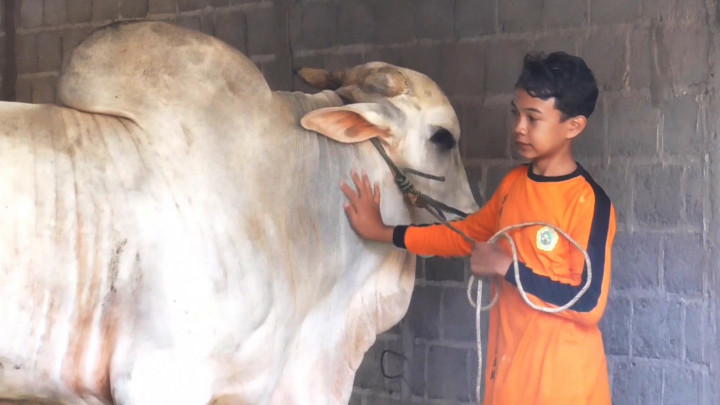 Jokowi Beli Sapi Kurban dari Bocah SMP di Sleman