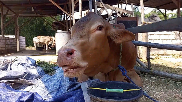 Pedagang Ini Beli Sapi Terjangkit PMK Lalu Diobati untuk Dijual Kembali